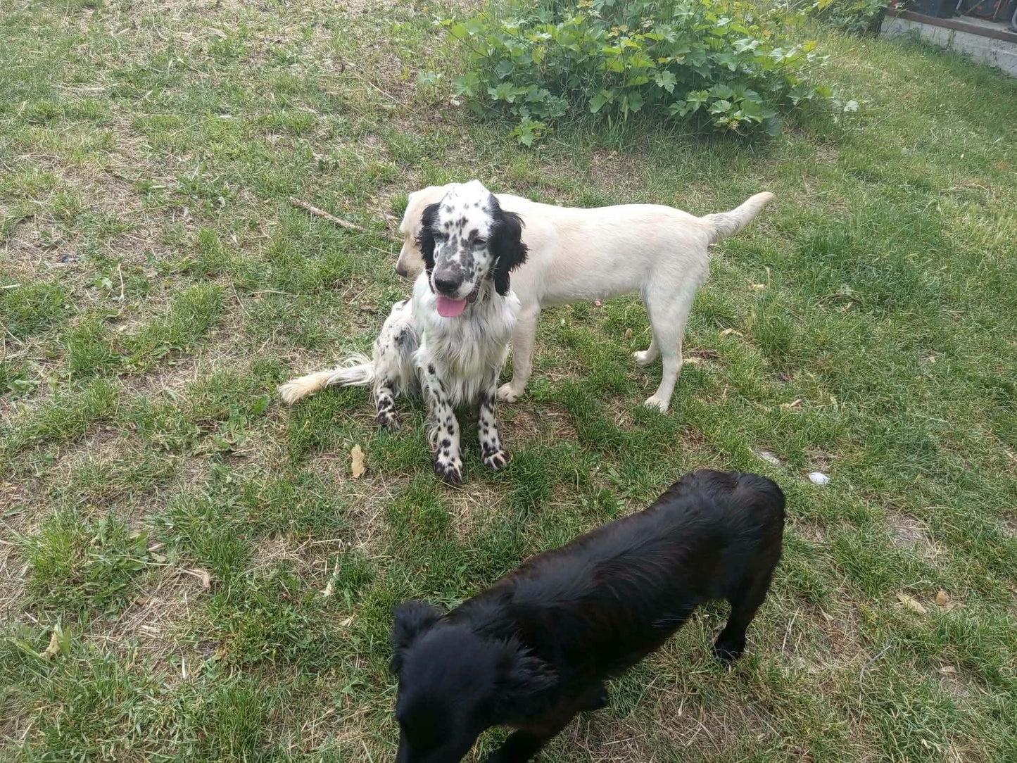 Milo