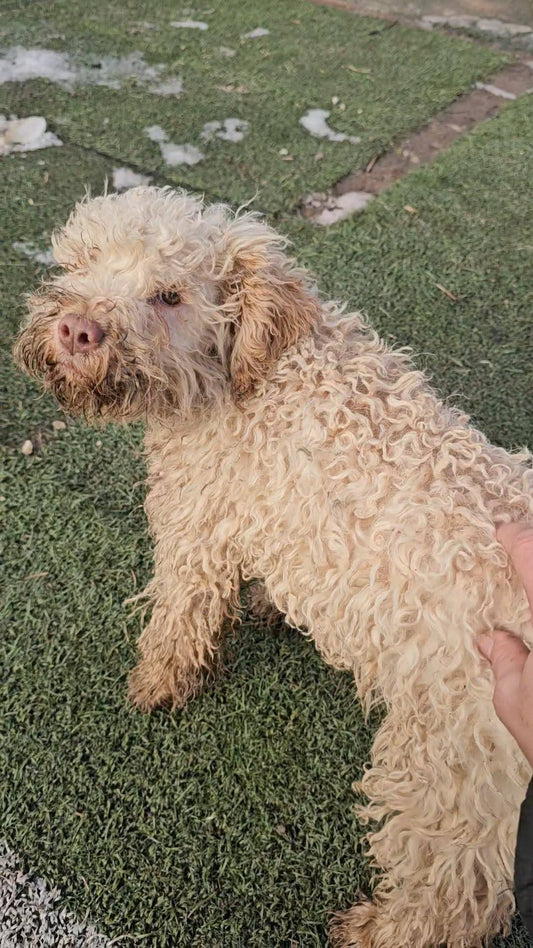 Munja