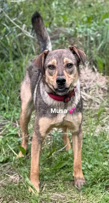 Musa