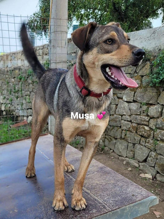 Musa
