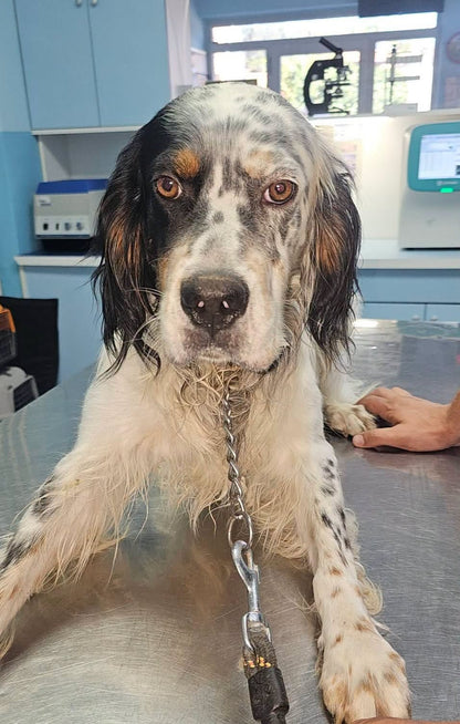 Oskar