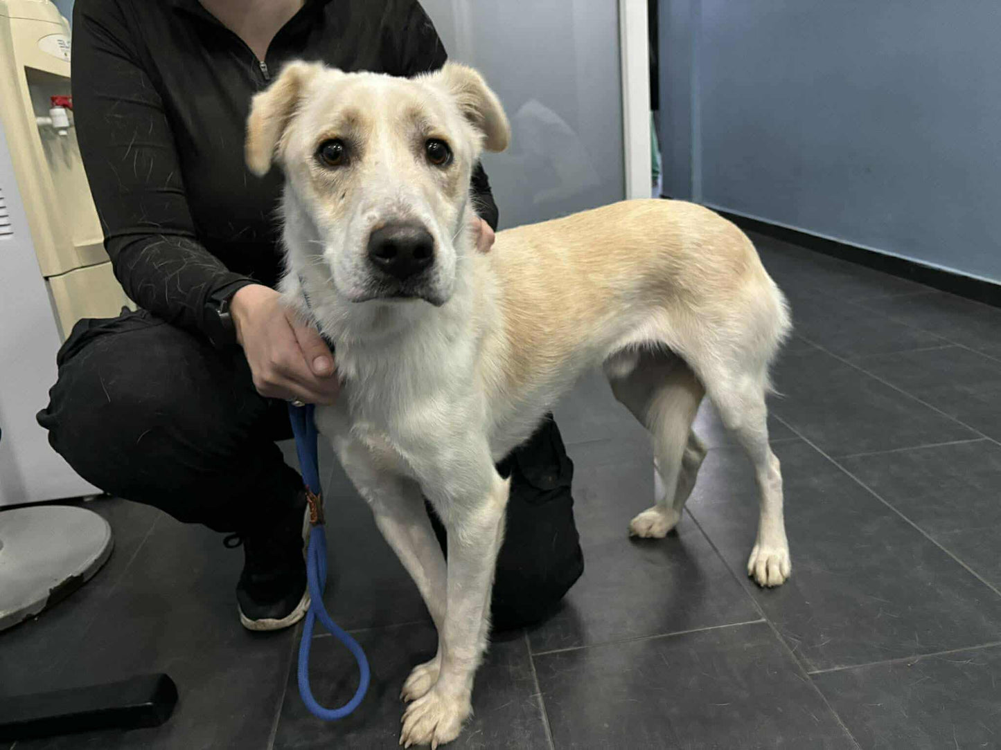 Pongo