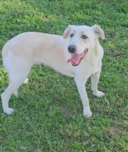 Pongo