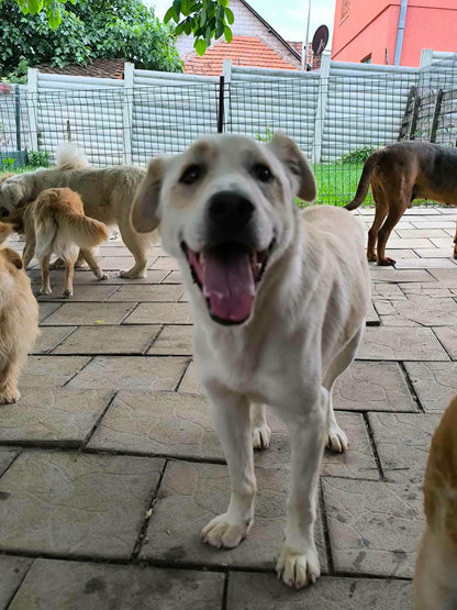 Pongo