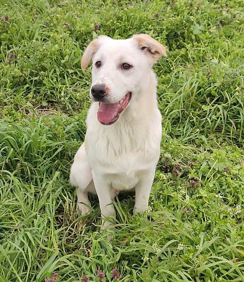Pongo