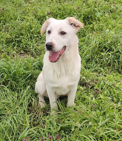 Pongo