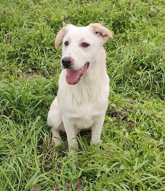 Pongo