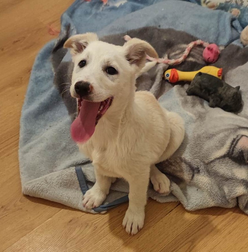 Pongo