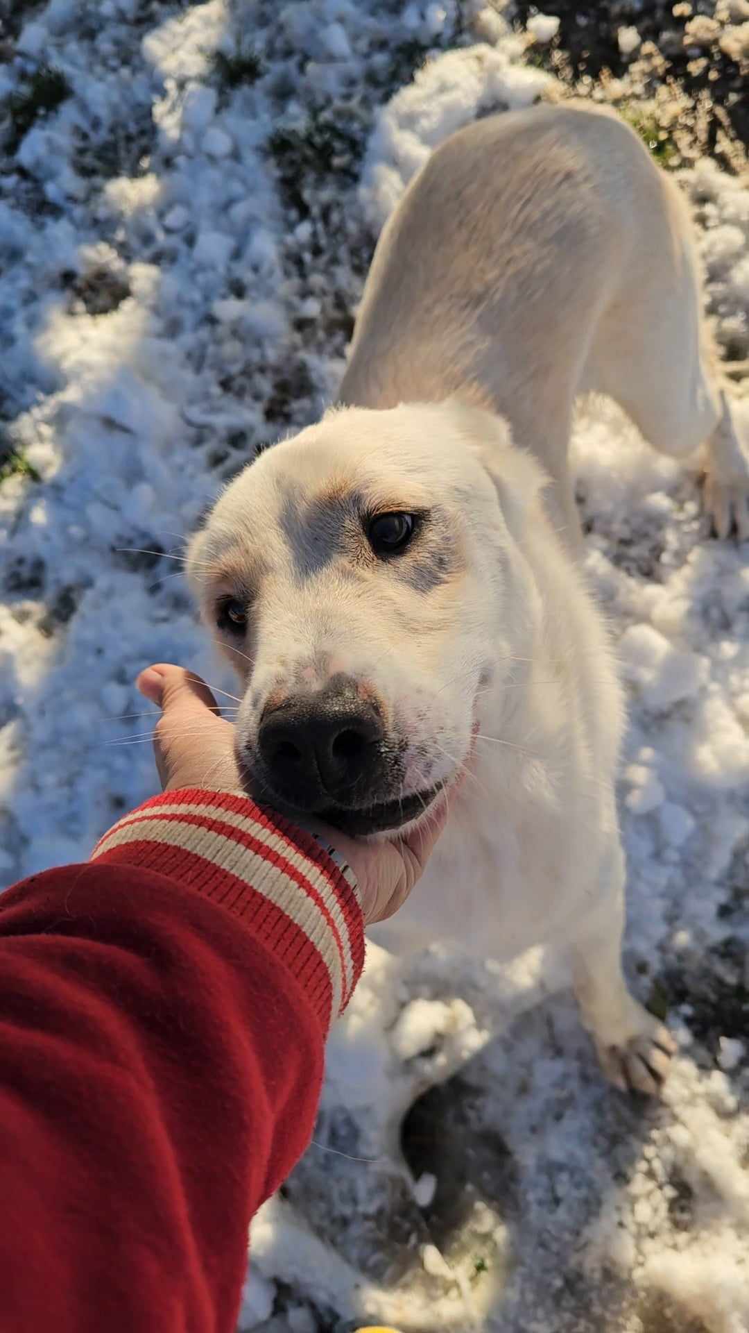 Pongo