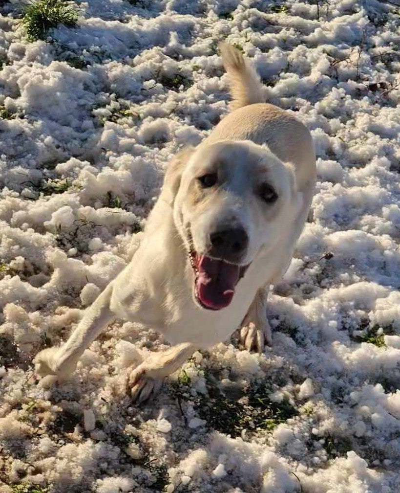 Pongo
