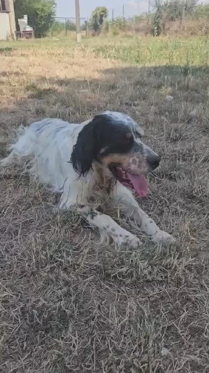Oskar