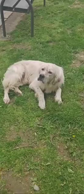 Marley