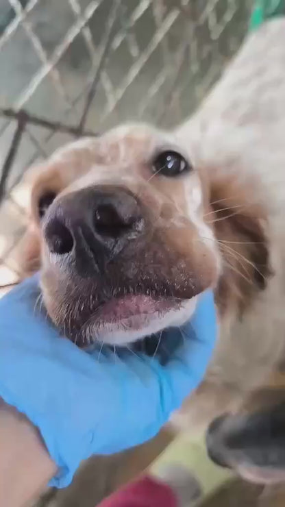 Rosie