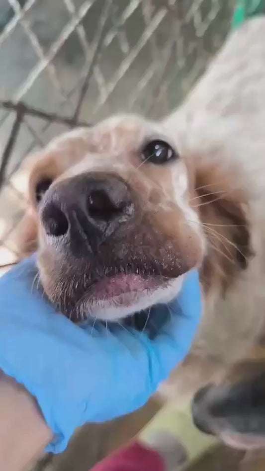 Rosie