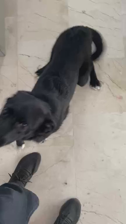 Truffle