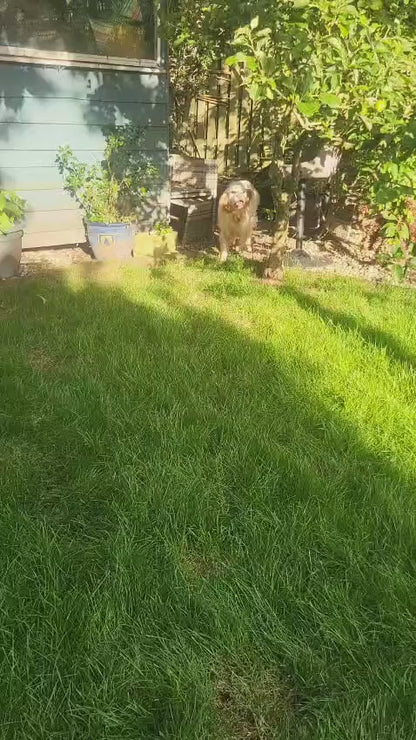 Arlo