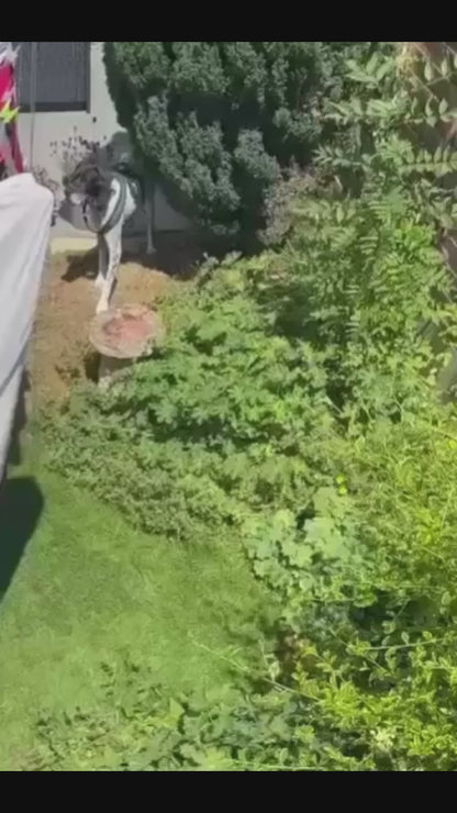 Loki