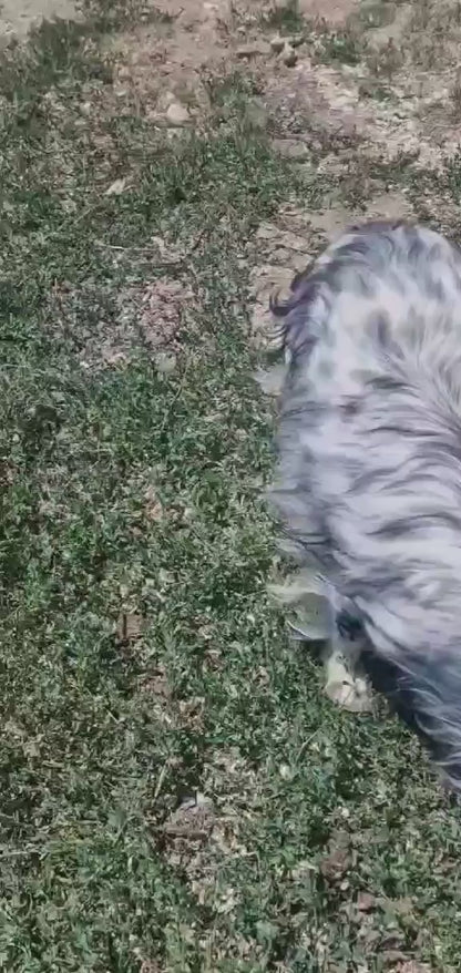 Lola