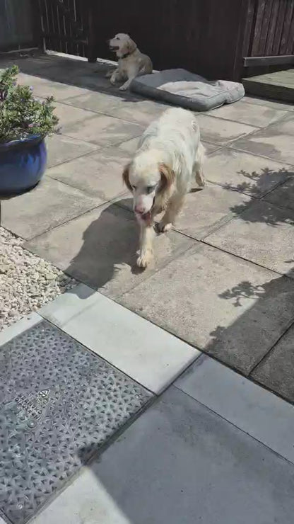 Arlo