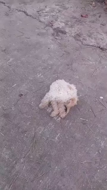 Munja