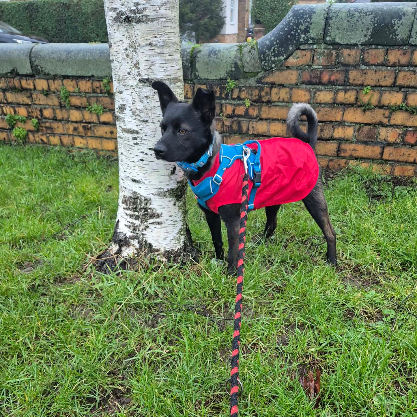Pupi