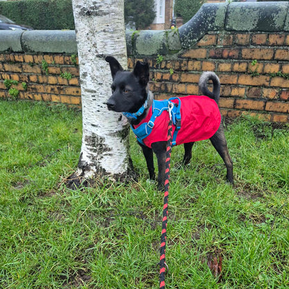 Pupi