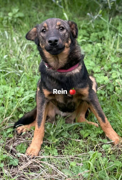 Rein