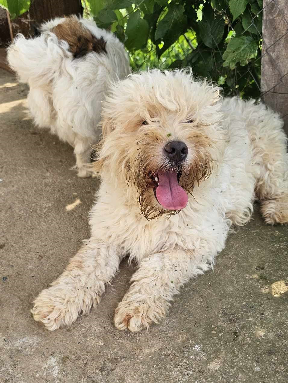 Setter Ratero Rocco – Setter Saviours