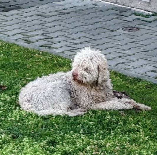 Sam