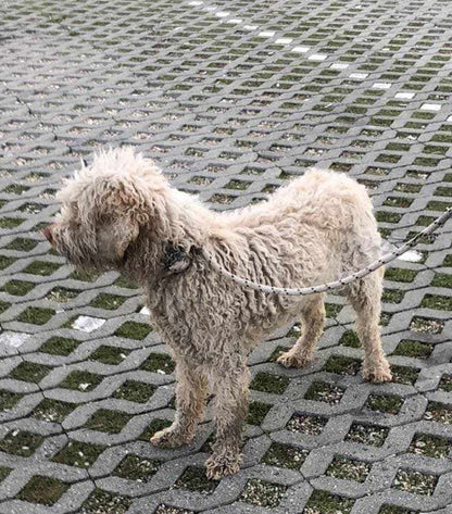 Sam