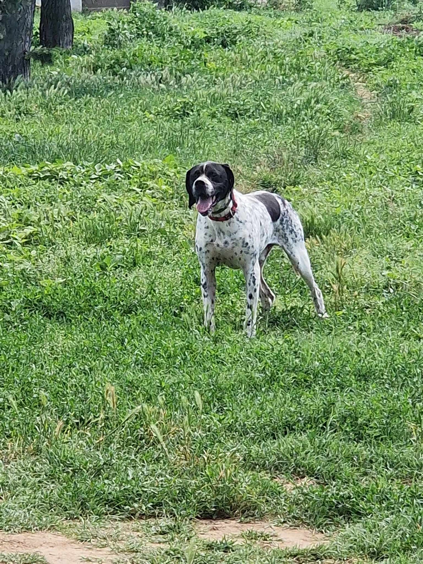 Santos