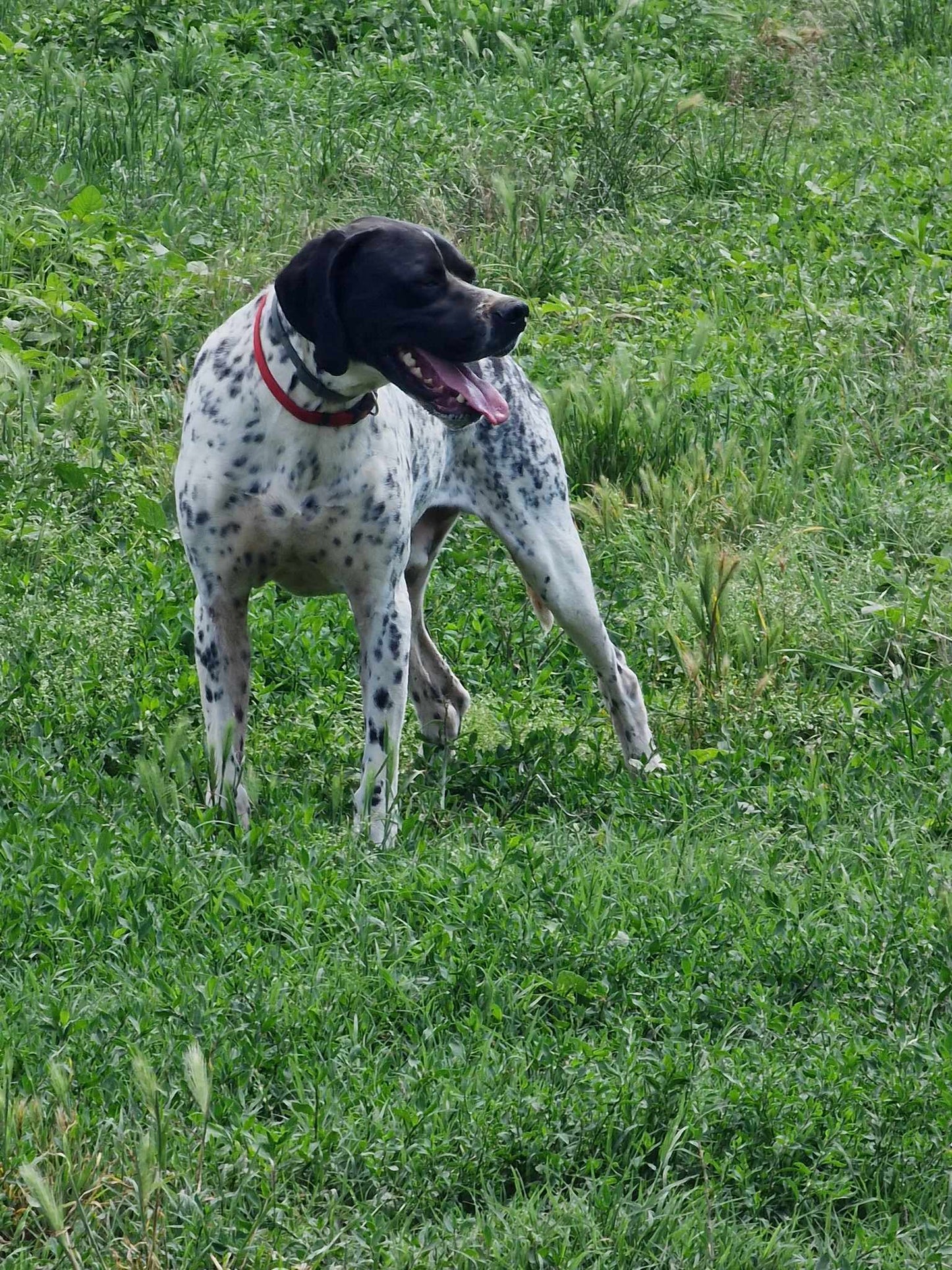 Santos