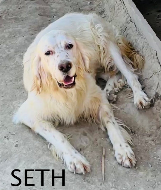 Seth