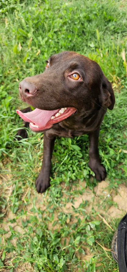 Sila
