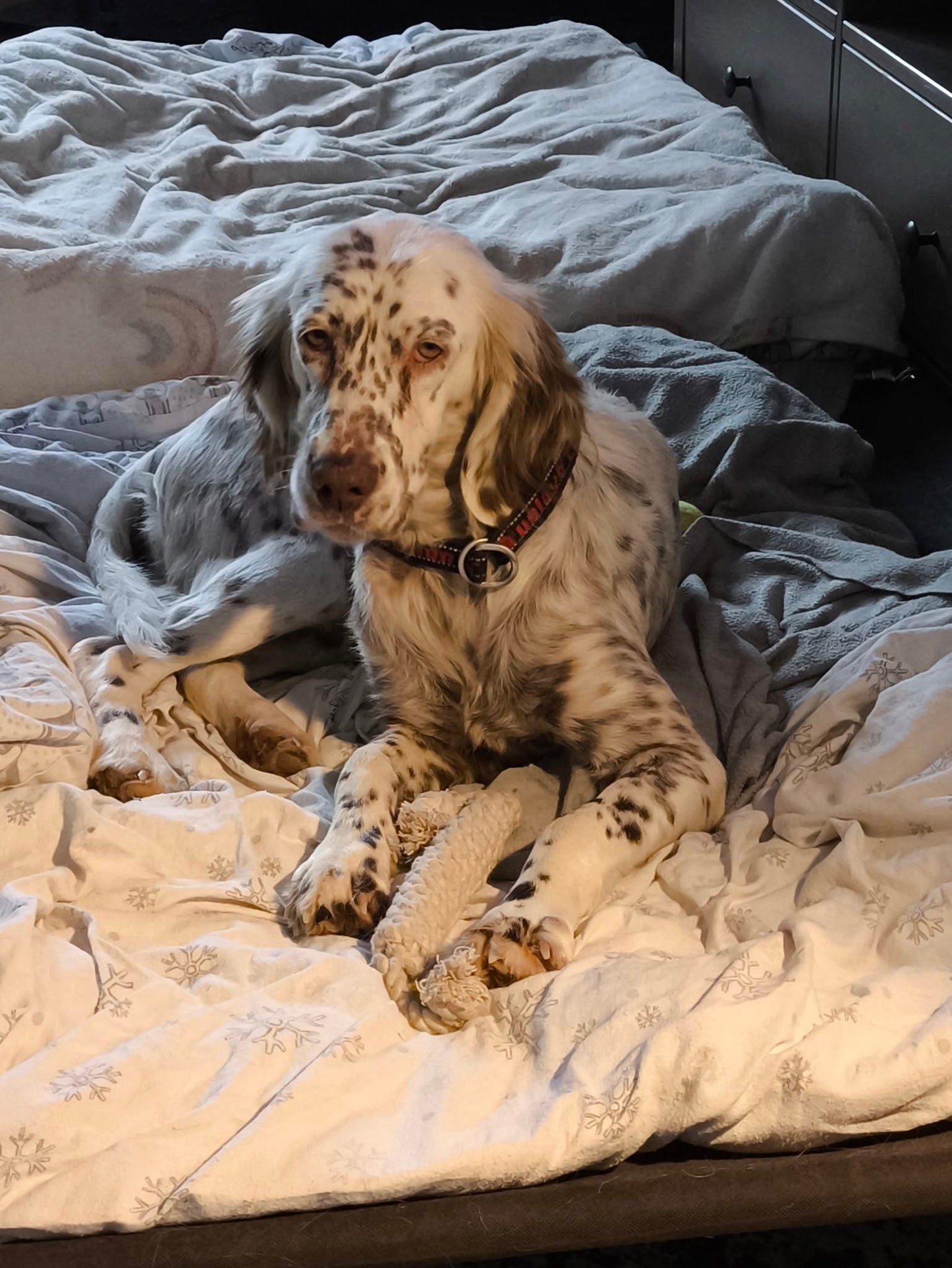 Sula