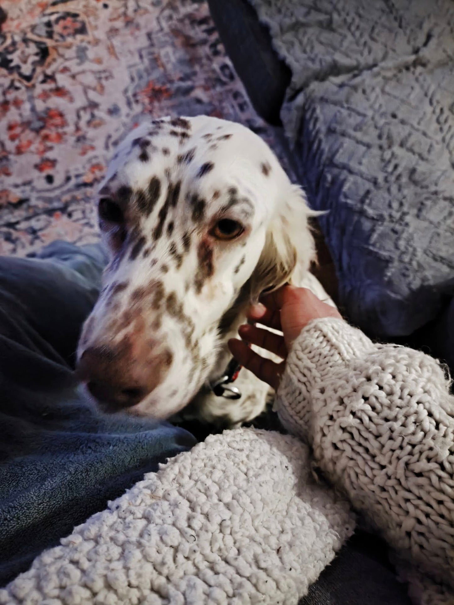 Sula