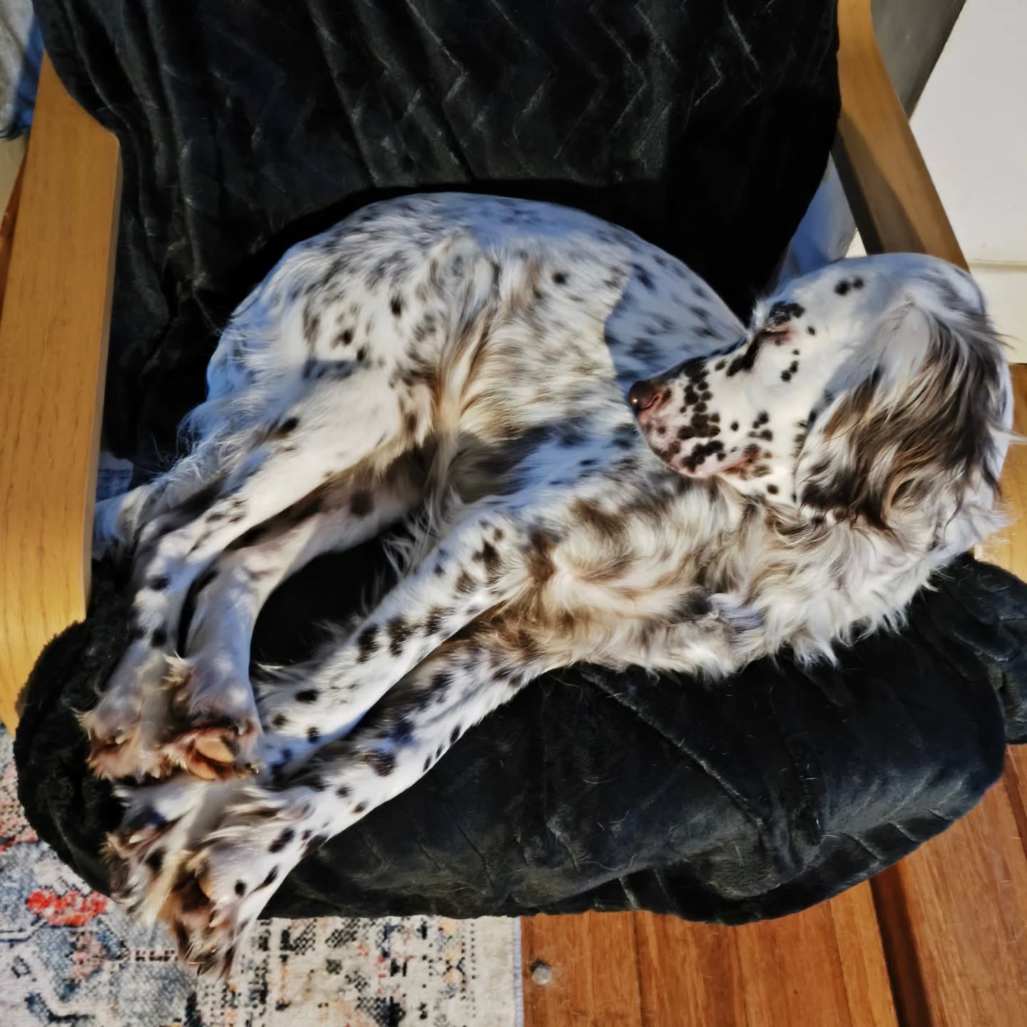 Sula