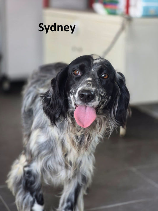Sydney