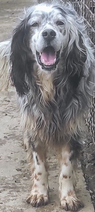 Tendo