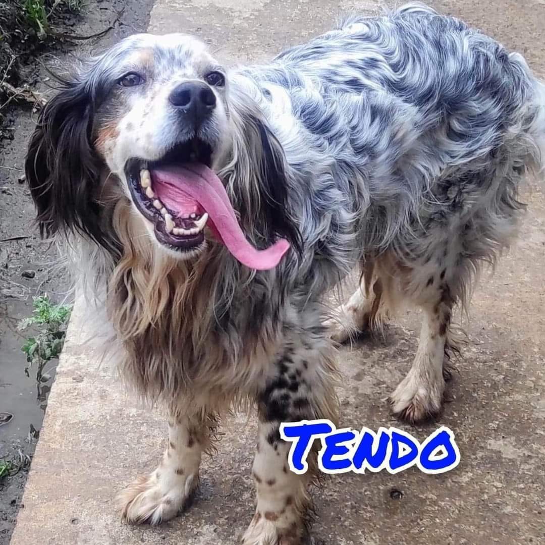 Tendo