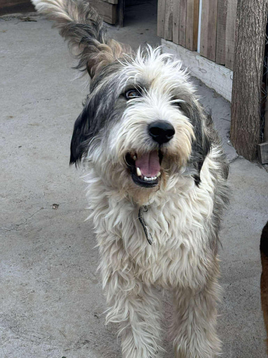 Toby