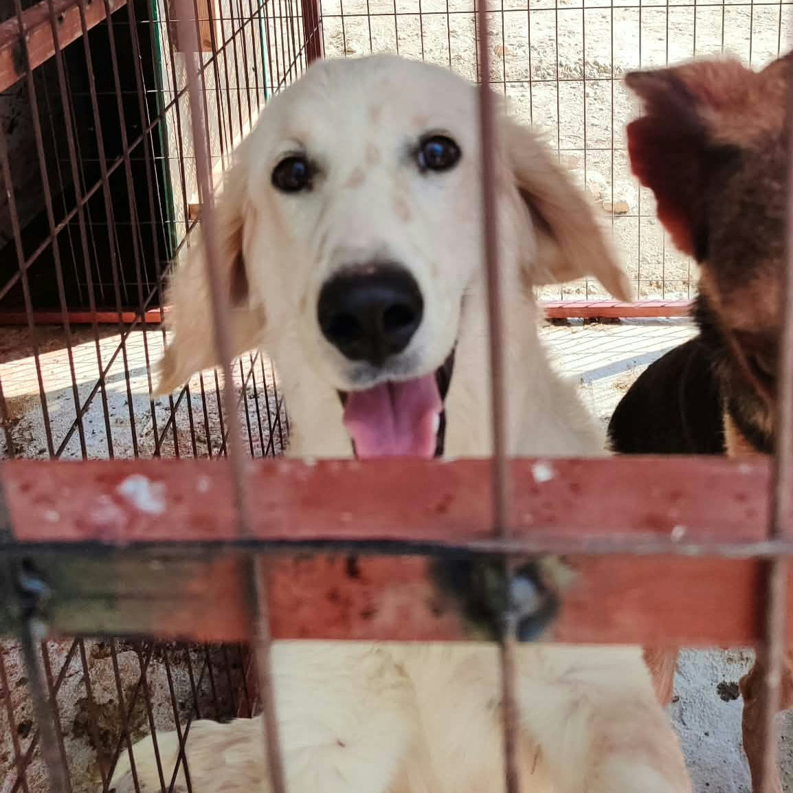 A white dog looking through a rusty metal wire cage, with another dog partially visible on the right side.