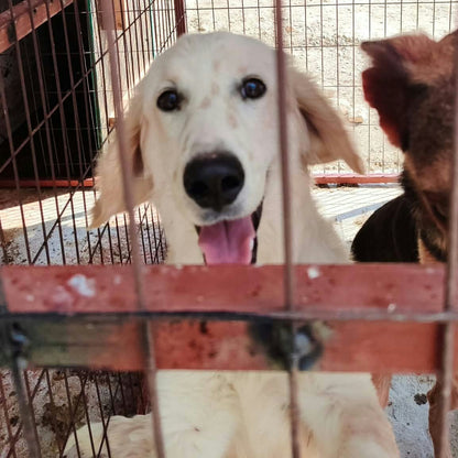 A white dog looking through a rusty metal wire cage, with another dog partially visible on the right side.