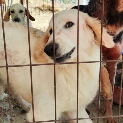 A golden retriever dog standing inside a metal wire enclosure, with other dogs visible behind and beside it in a rustic outdoor pen.