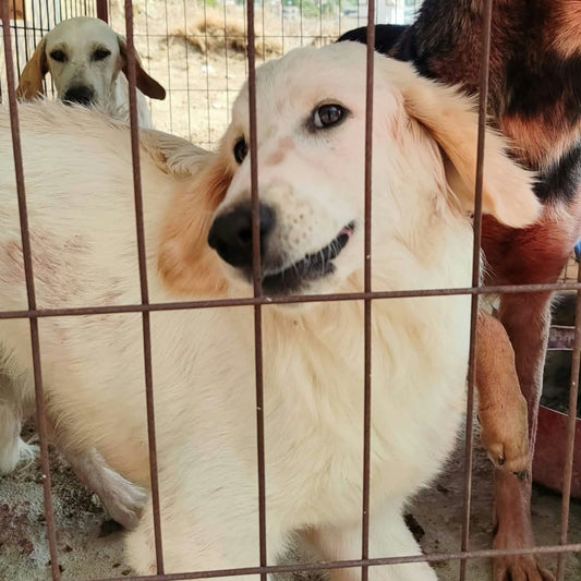 A golden retriever dog standing inside a metal wire enclosure, with other dogs visible behind and beside it in a rustic outdoor pen.
