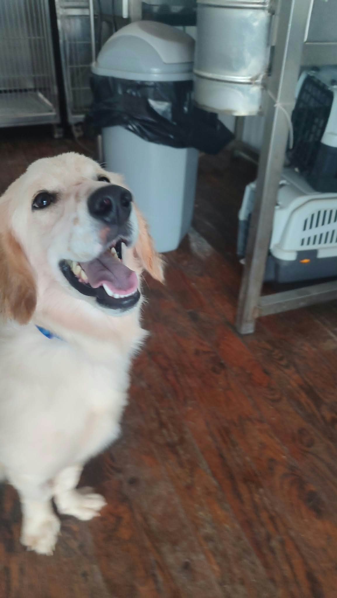 A golden retriever dog looking up and smiling in an indoor room with wooden floors, a trash can, and shelving.