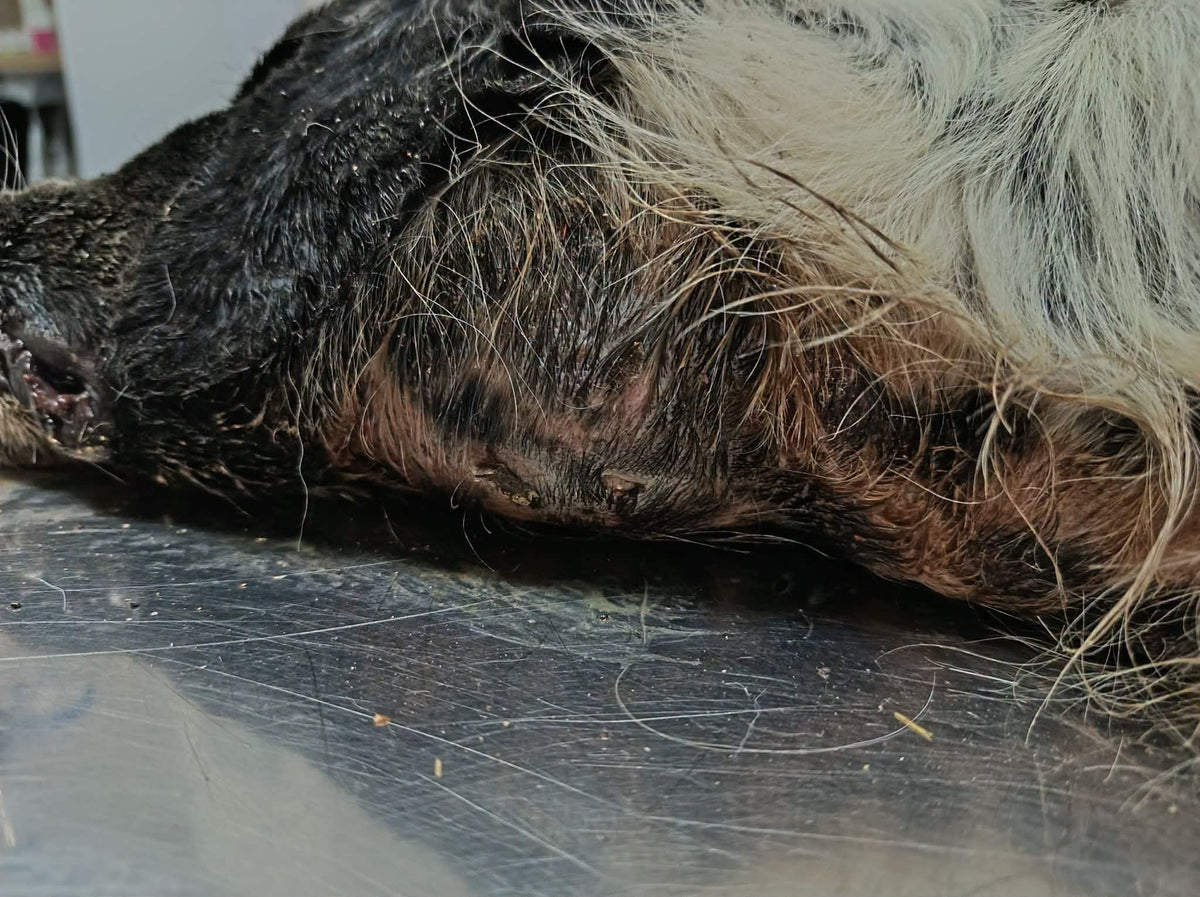 Valor