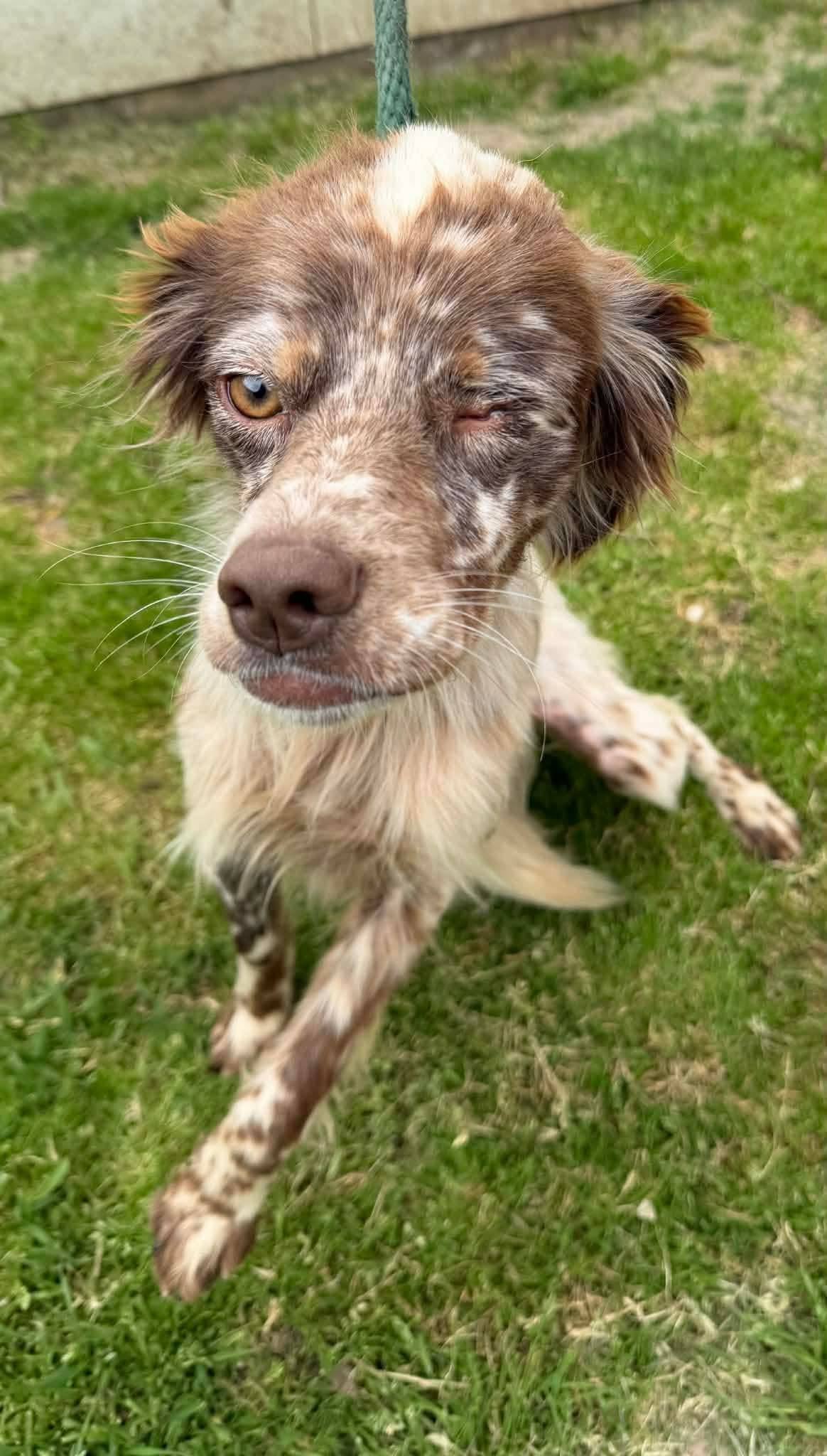 Willow